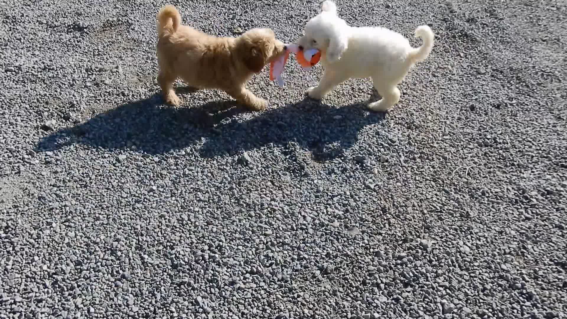 Mini Goldendoodle dogs for sale: Penny (medium) - Video 1