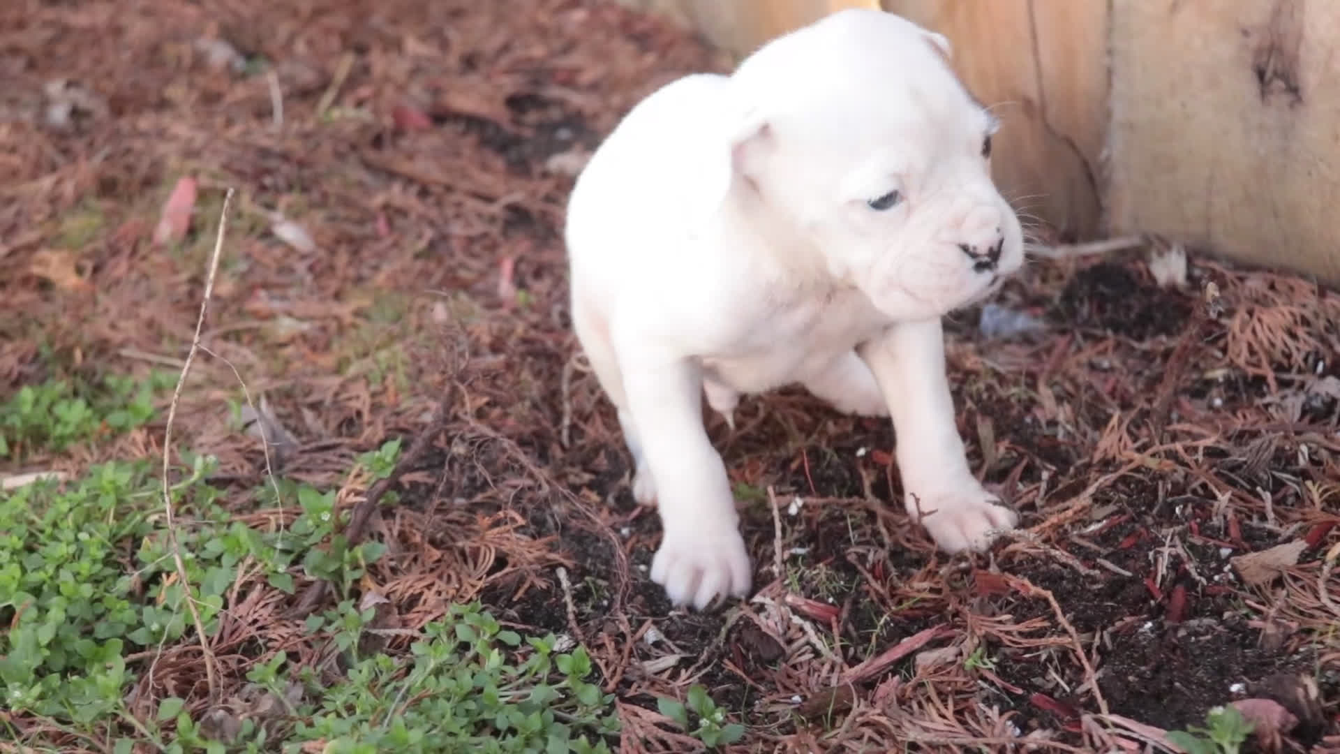 Boxer dogs for sale: Spot - Video 1