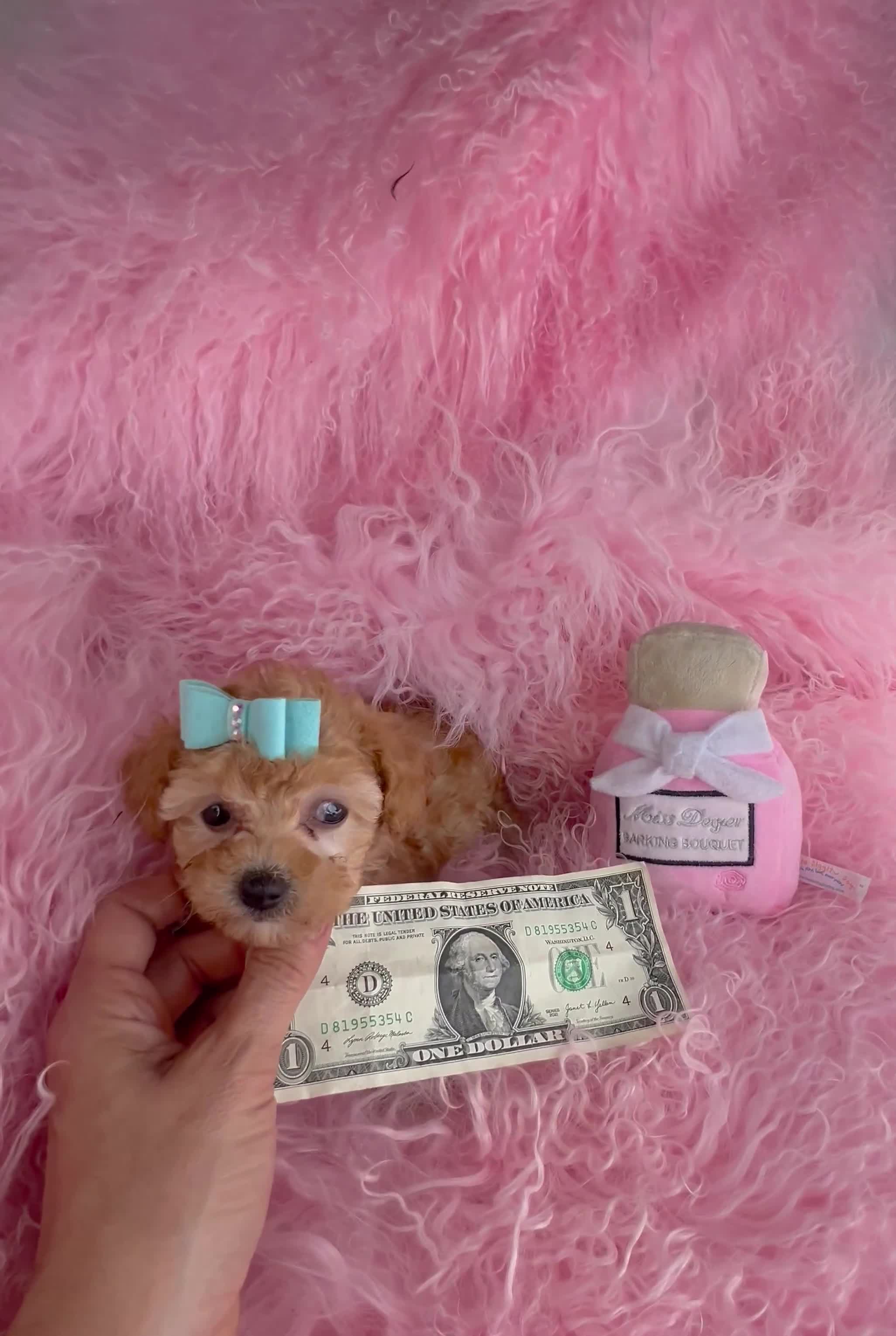 Toy Poodle dogs for sale: Toy Poodle Puppy 1 - Video 1