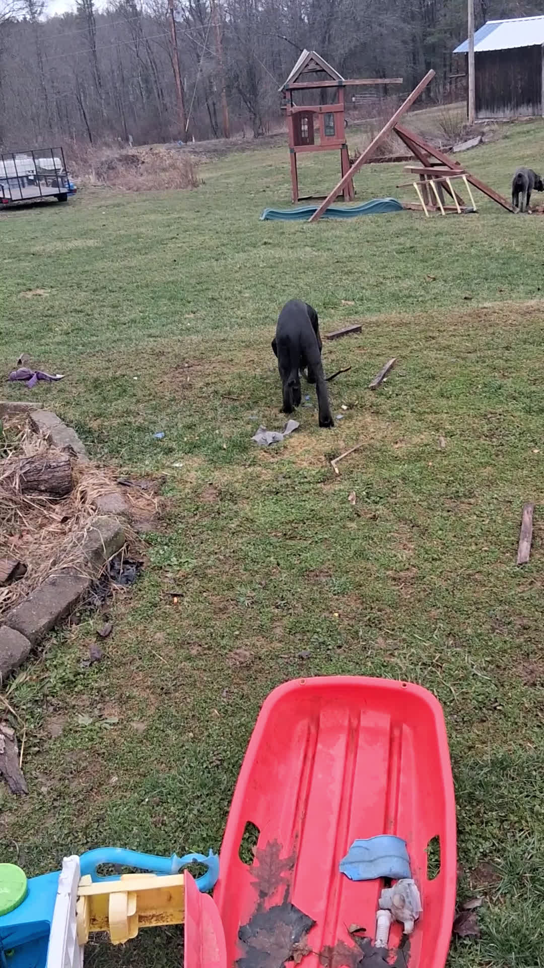 Mixed Breed dogs for sale: Mixed Breed Puppy 1 - Video 1