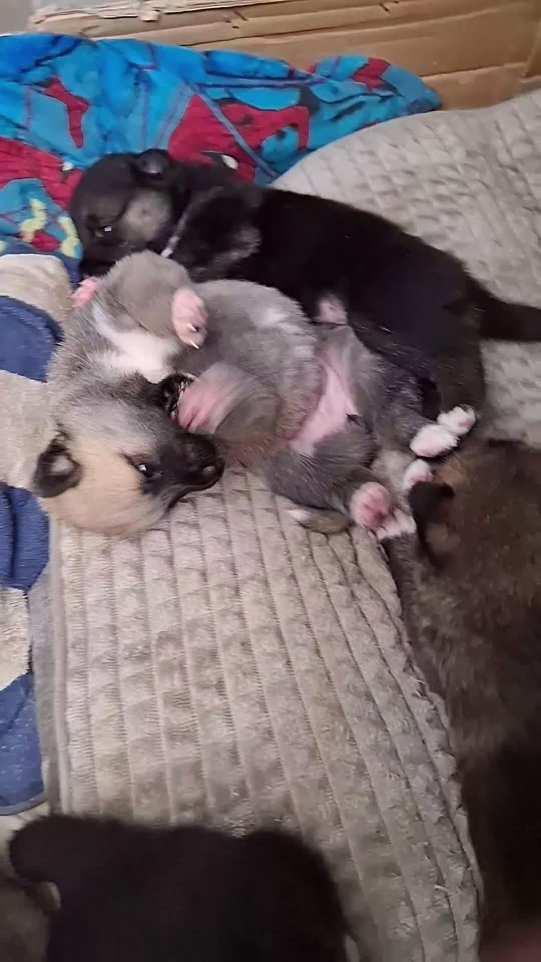 Mixed Breed dogs for sale: Mixed Breed Puppy 3 - Video 2