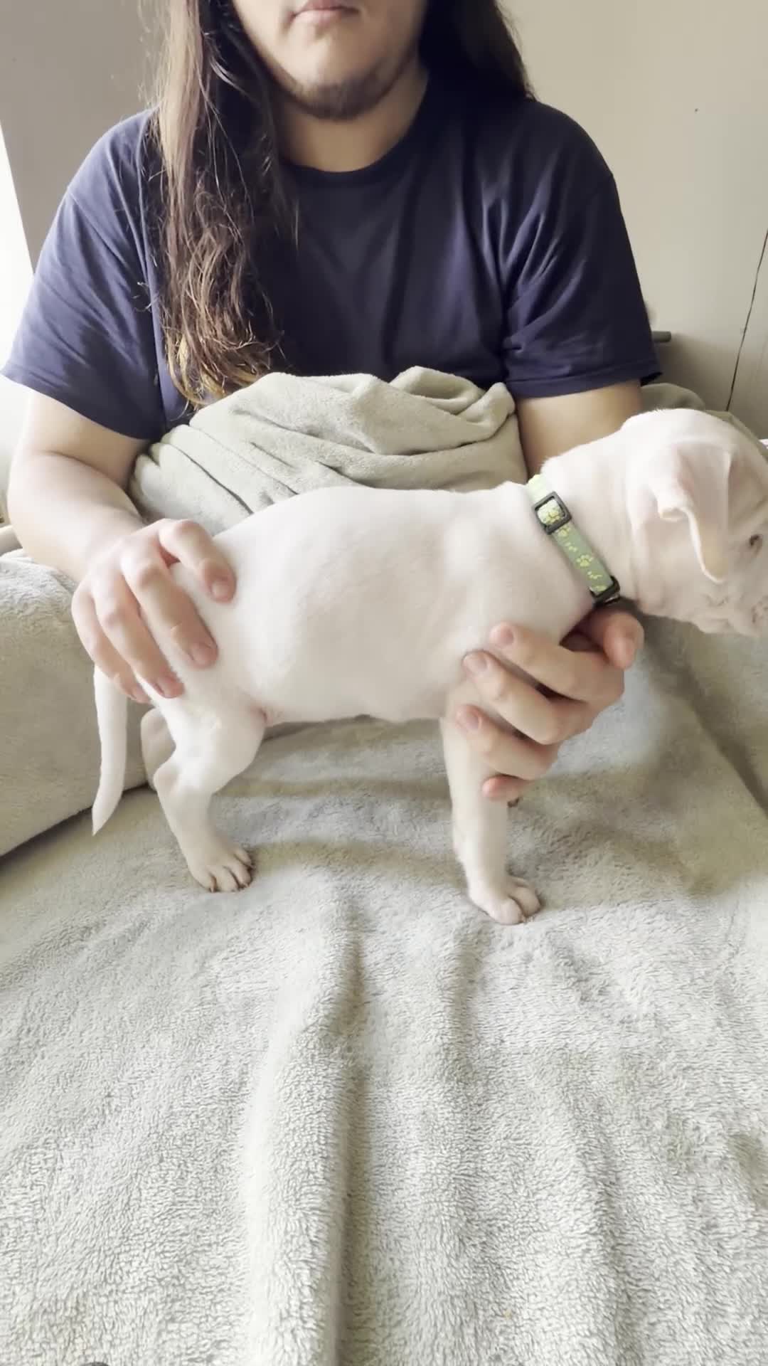 American Pit Bull Terrier dogs for sale: Mint  - Video 1