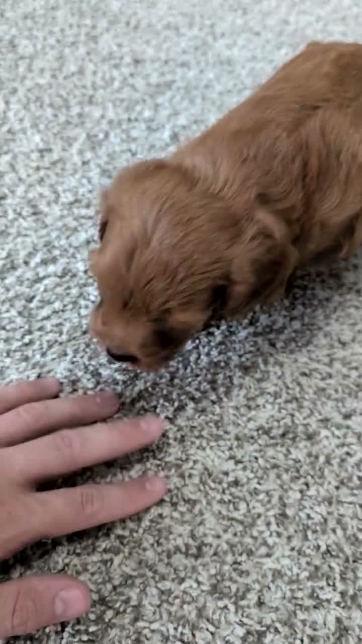 Mini Goldendoodle dogs for sale: Jackson - Video 1