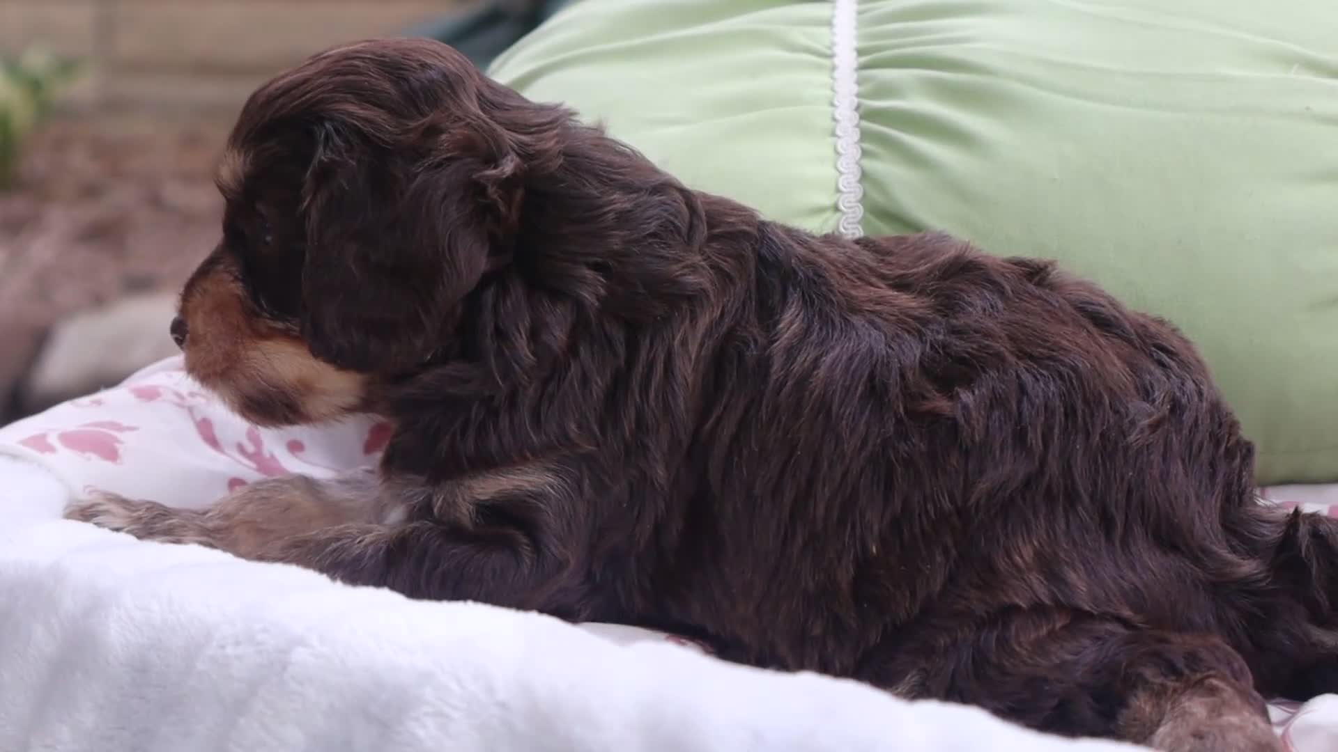 Cavapoo dogs for sale: Anza - Video 1