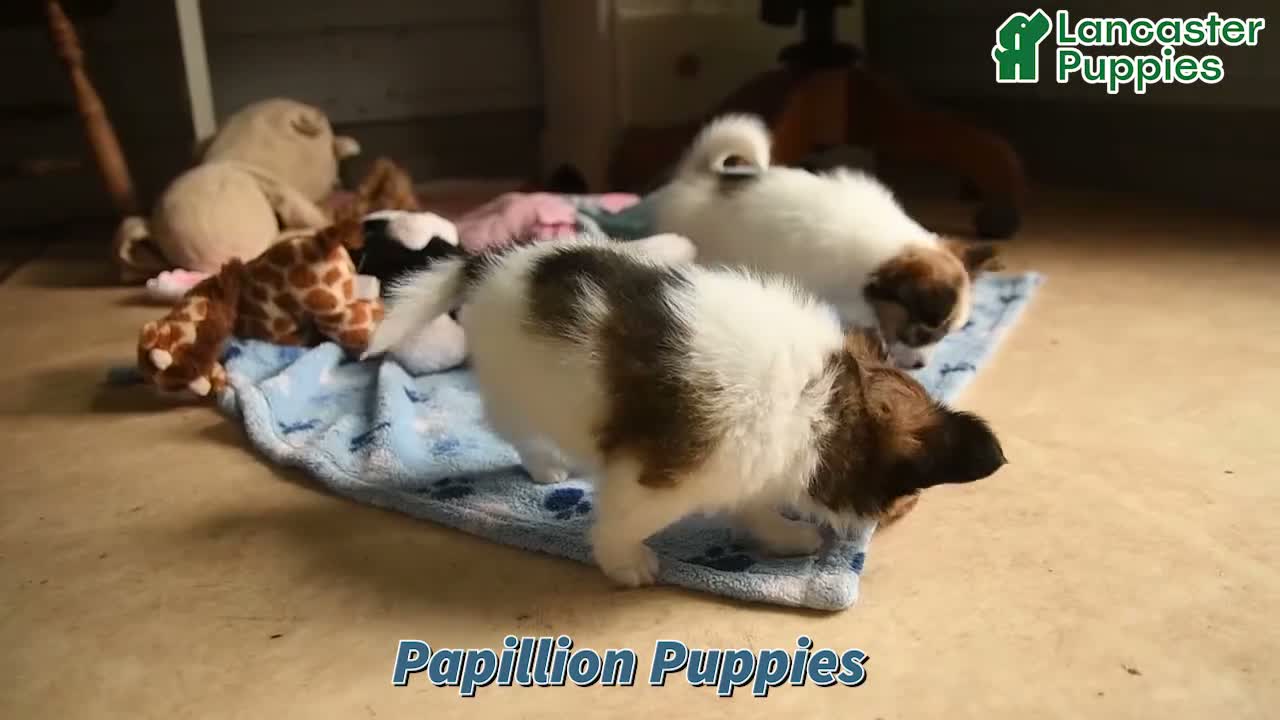 Papillon dogs for sale: Sheila - Video 1