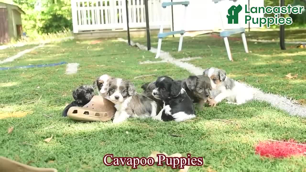 Cavapoo dogs for sale: Molasses  - Video 1