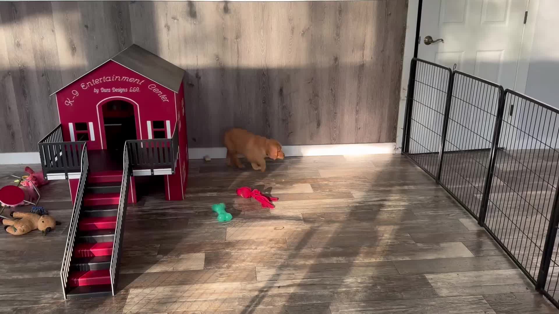 Golden Retriever dogs for sale: Wilma - Video 1