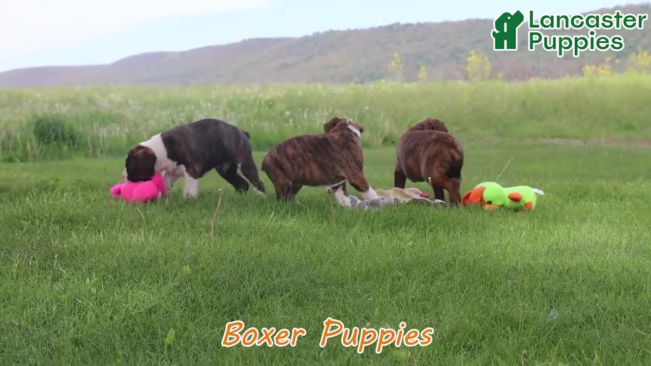 Boxer dogs for sale: Rocky - Video 1