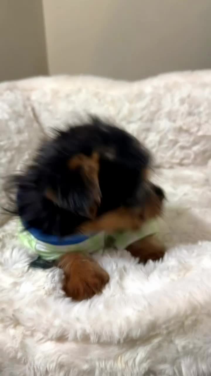 Yorkshire Terrier dogs for sale: Marley  - Video 1