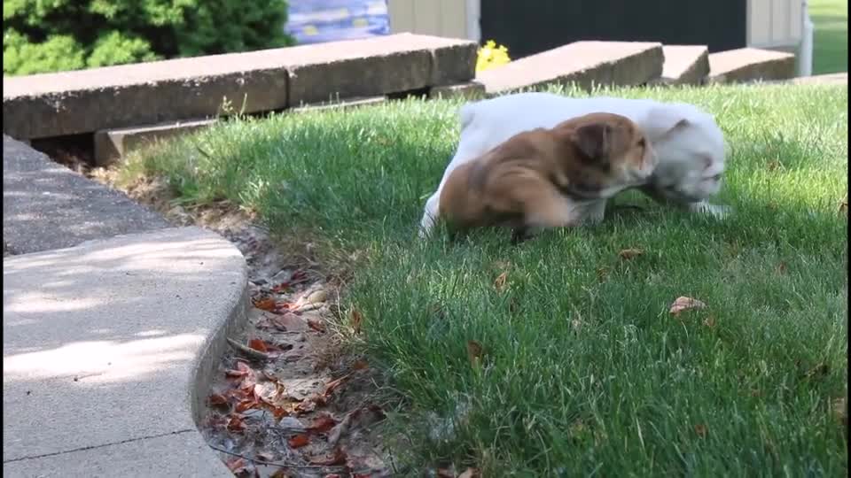 English Bulldog dogs for sale: Zoey - Video 1
