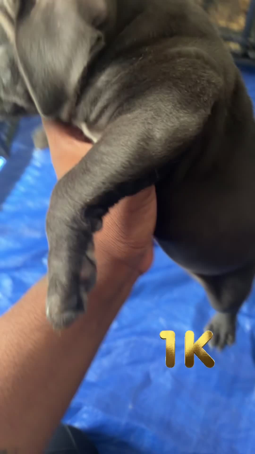 American Bully dogs for sale: American Bully Black Ghost Tri Male - Video 1