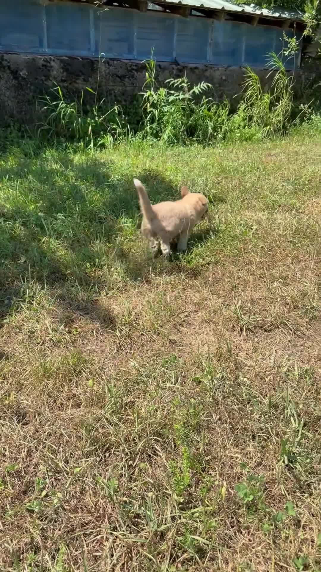 Mixed Breed dogs for sale: Spud - Video 1