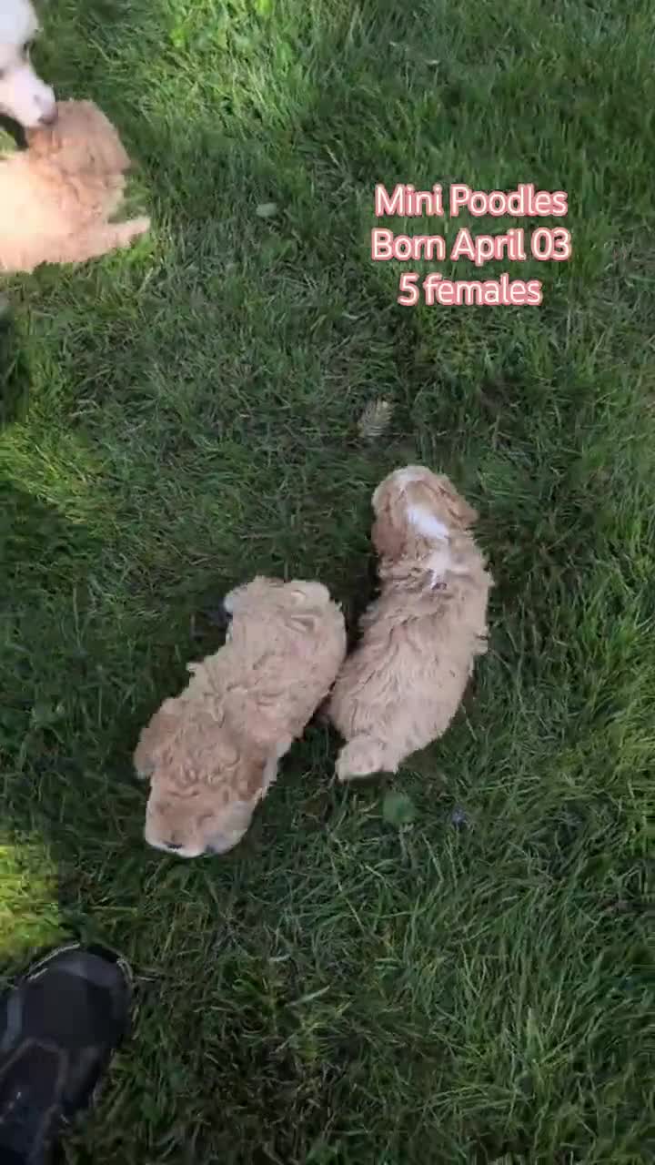Miniature Poodle dogs for sale: Malia - Video 3