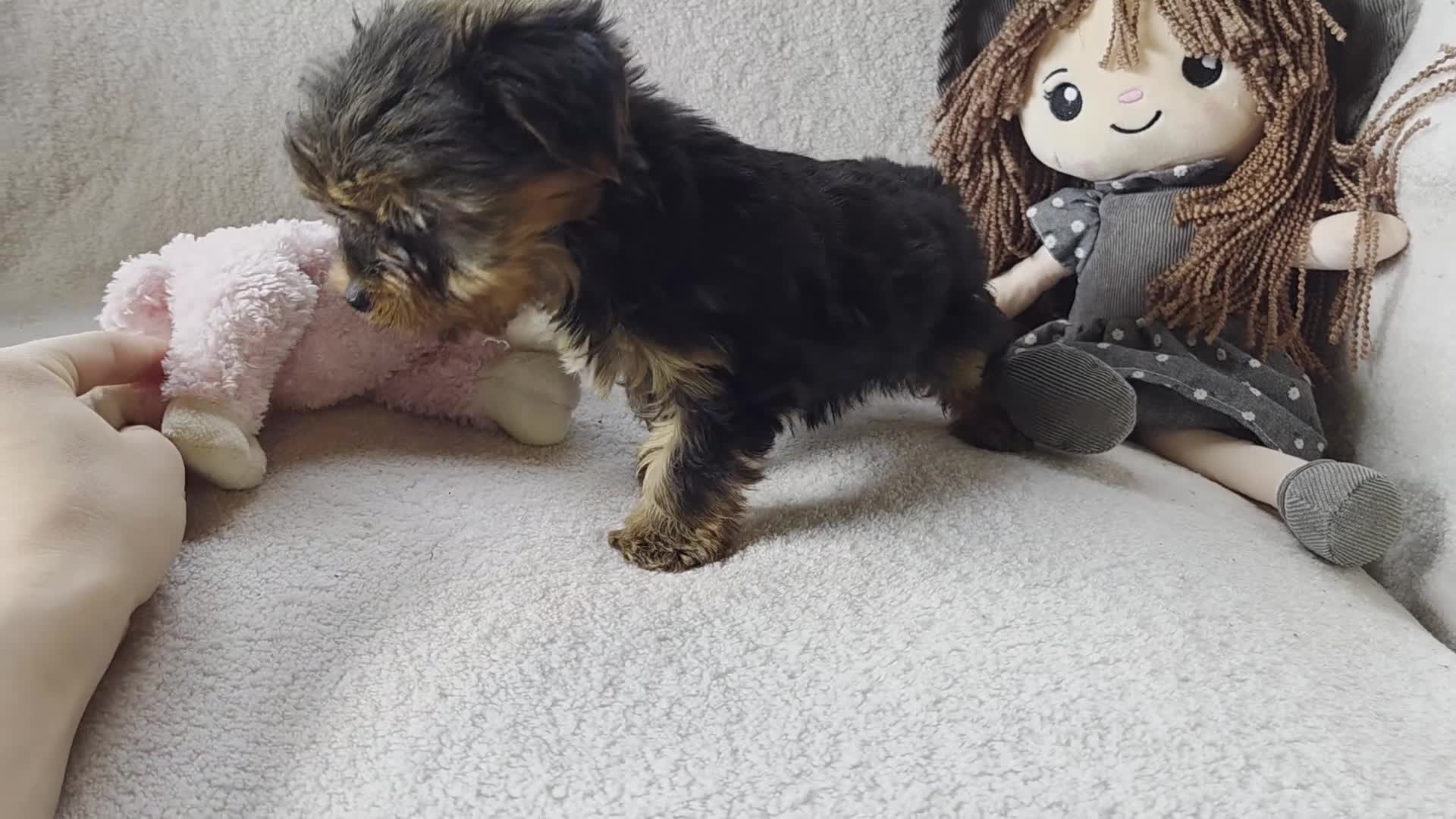 Yorkshire Terrier dogs for sale: Arwen - Video 1