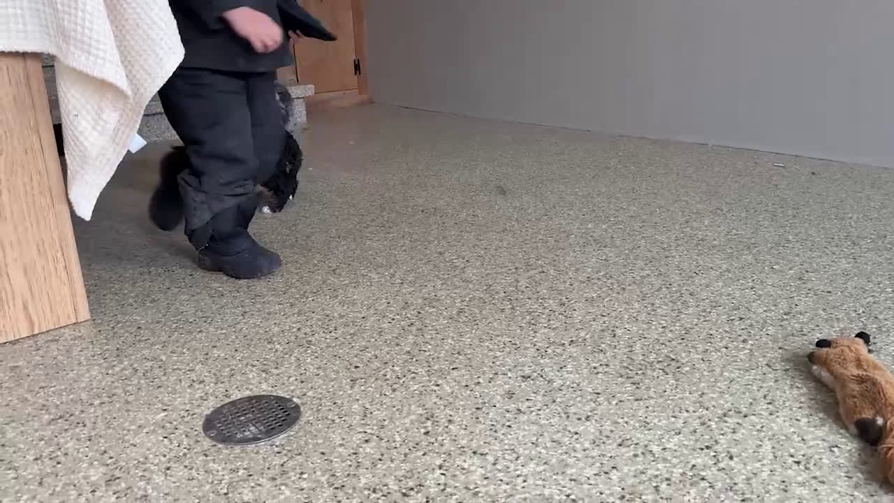 Mini Bernedoodle dogs for sale: Mike - Video 1