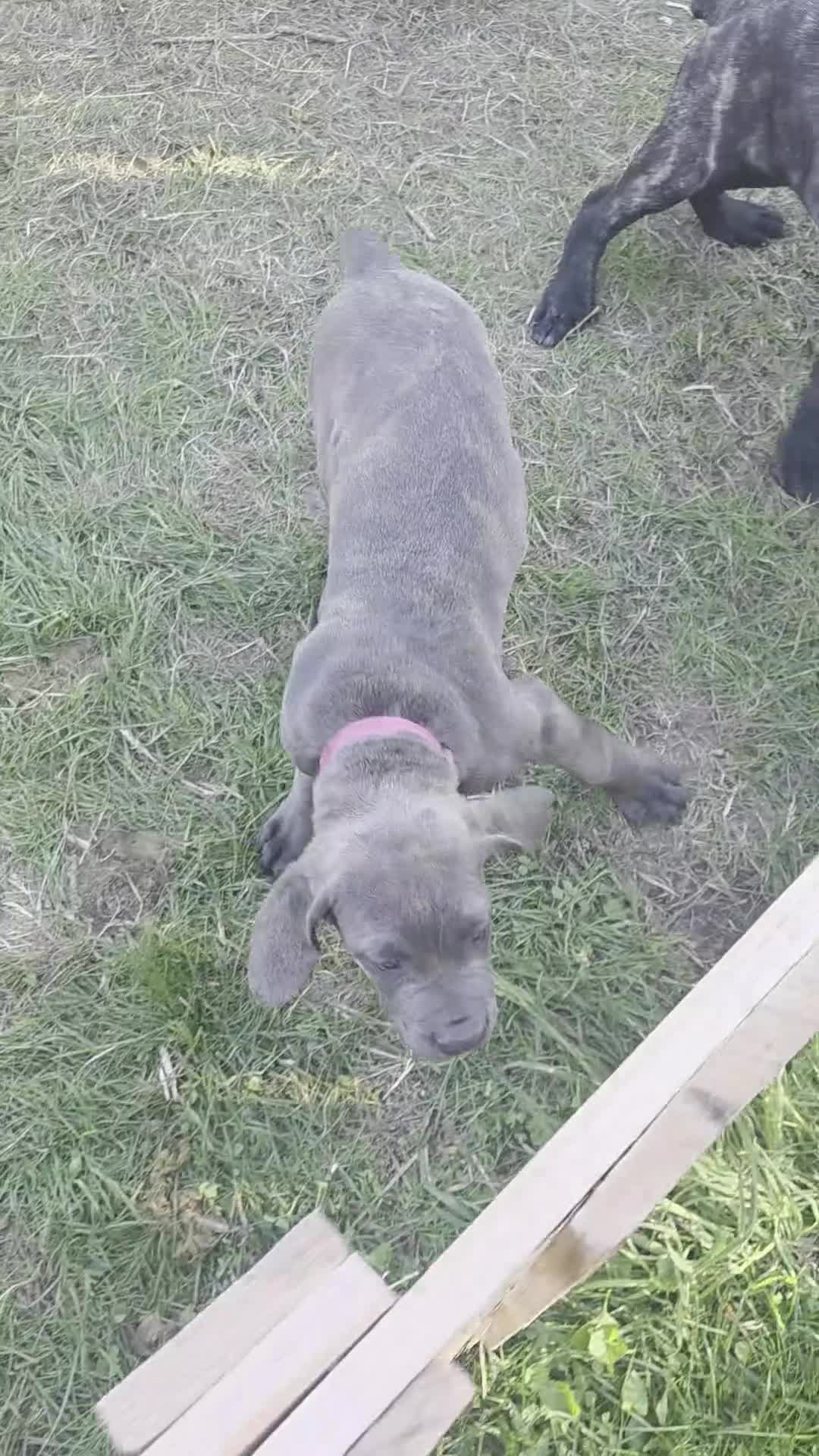 Cane Corso dogs for sale: Cane Corso Puppy 3 - Video 1