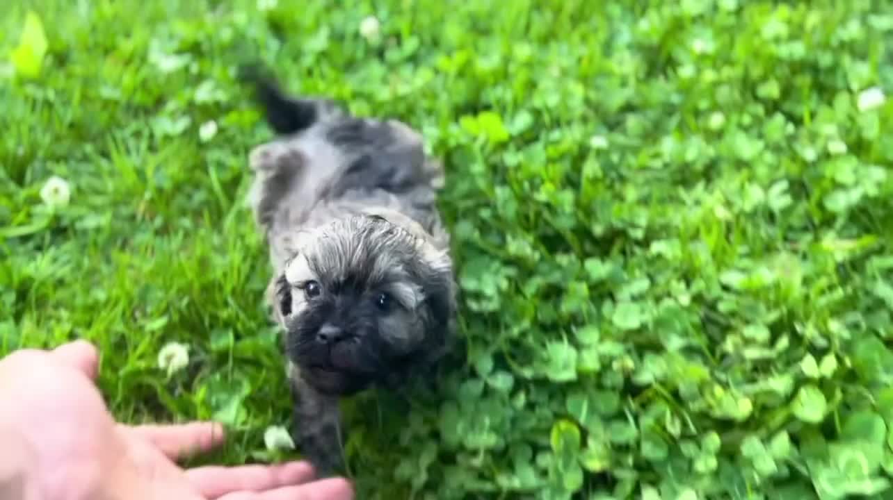 Havanese dogs for sale: Nick - Video 3