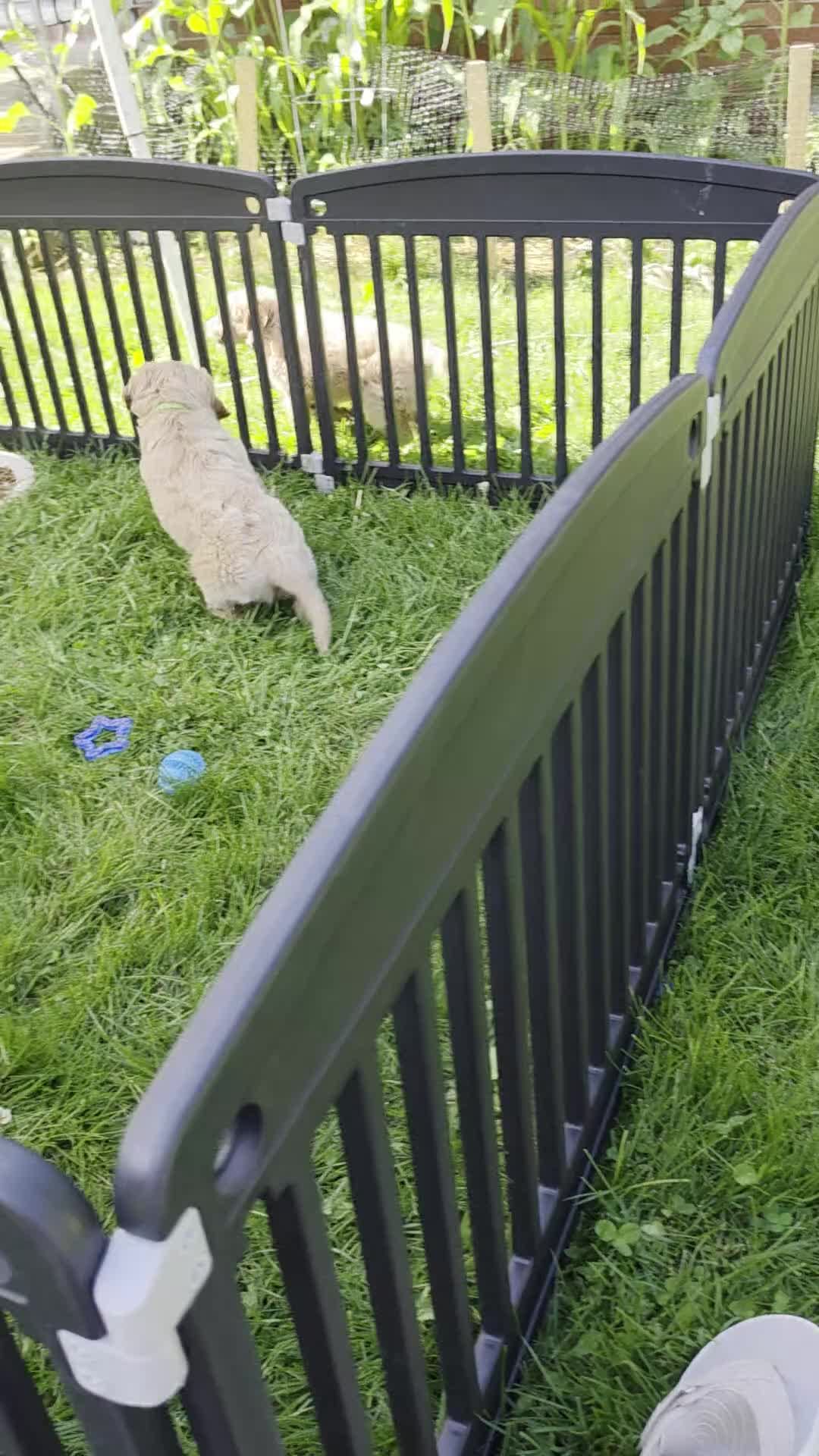 Mini Goldendoodle dogs for sale: Mini Goldendoodle 2 - Video 1