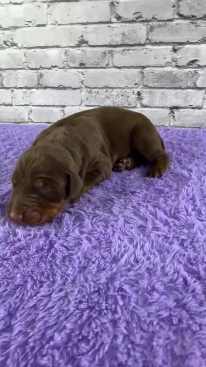 Doberman Pinscher dogs for sale: Phantom's M'VP of the WNBA "A'Ja Wilson""European - Video 8