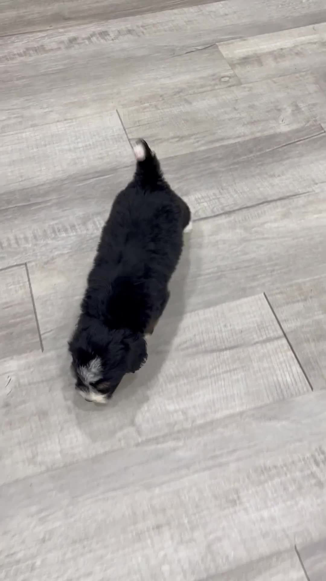 Mini Bernedoodle dogs for sale: Sophie  - Video 1