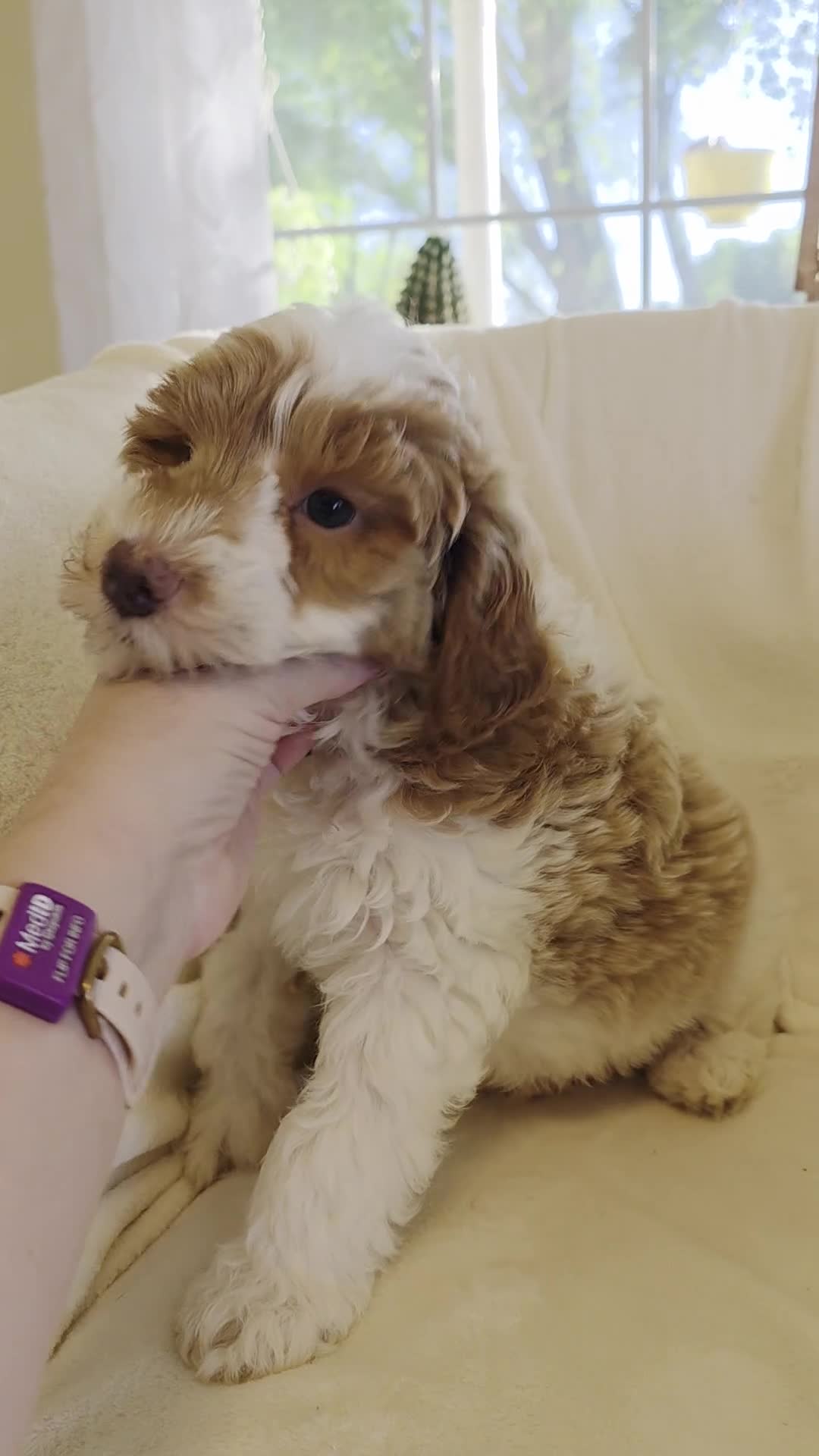 Irish Doodle dogs for sale: Baby Bamboo raised in our home - Video 1