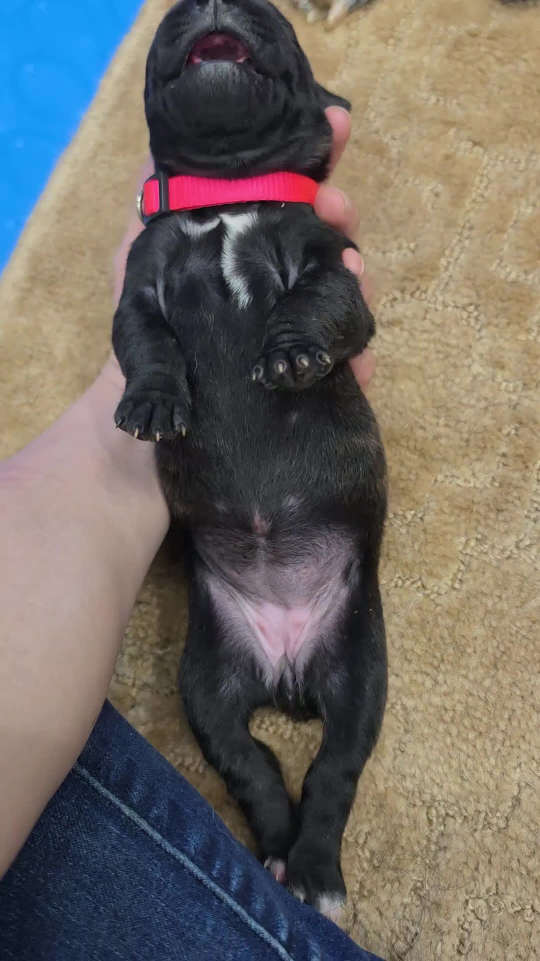 Cane Corso dogs for sale: Cane Corso Puppy 7 - Video 1