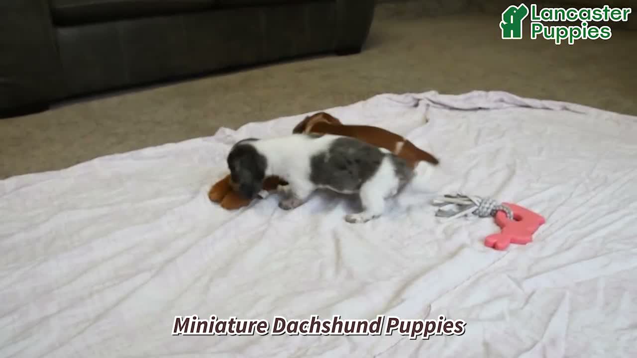 Miniature Dachshund dogs for sale: Winston - Video 1