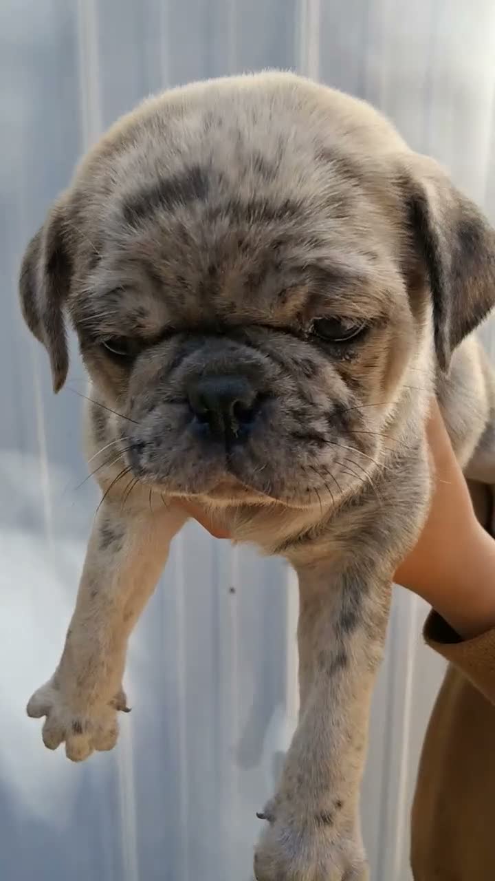 Pug dogs for sale: Darla - Video 1