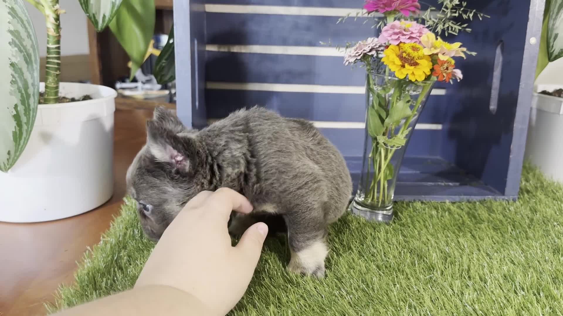 French Bulldog dogs for sale: Gabbie - Video 1