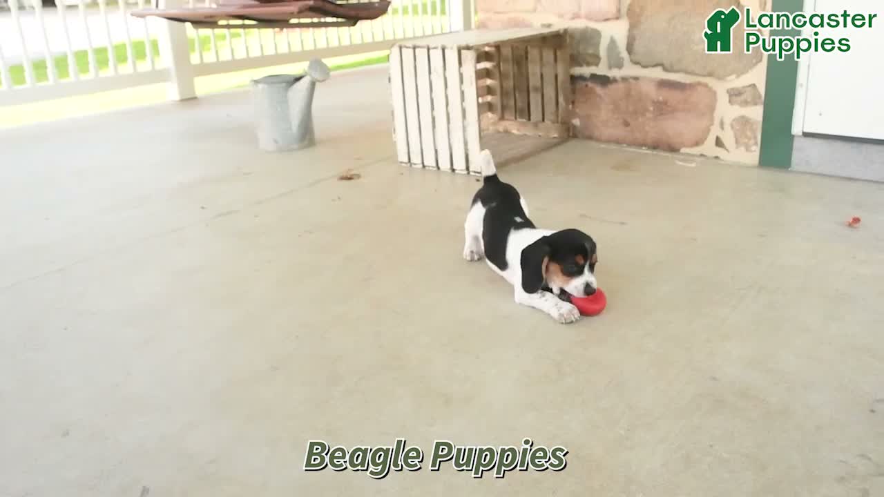 Beagle dogs for sale: Mason - Video 1