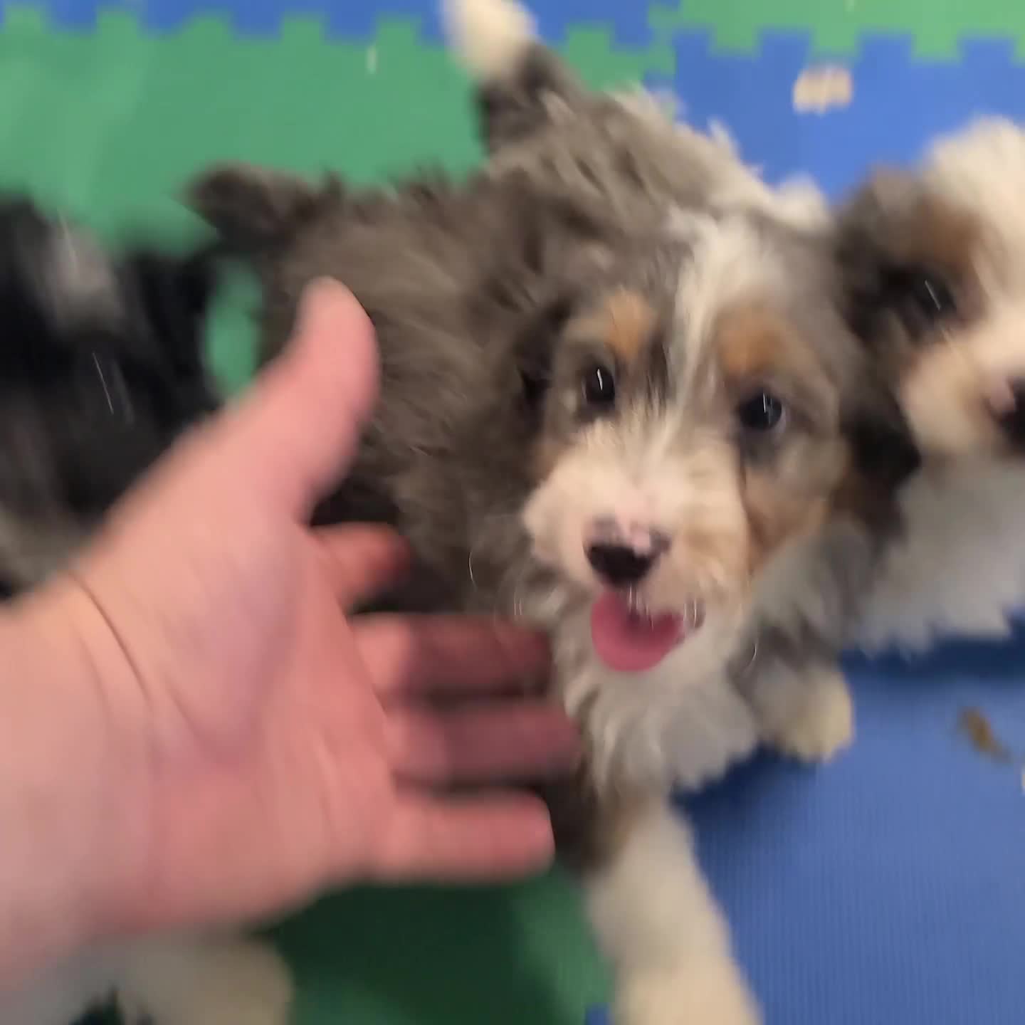 Mini Aussiedoodle dogs for sale: Max - Video 1