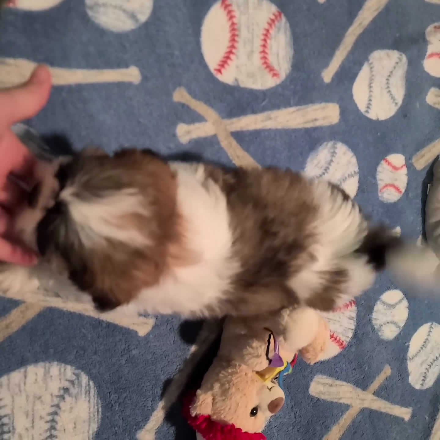Shih Tzu dogs for sale: Vince - Video 1