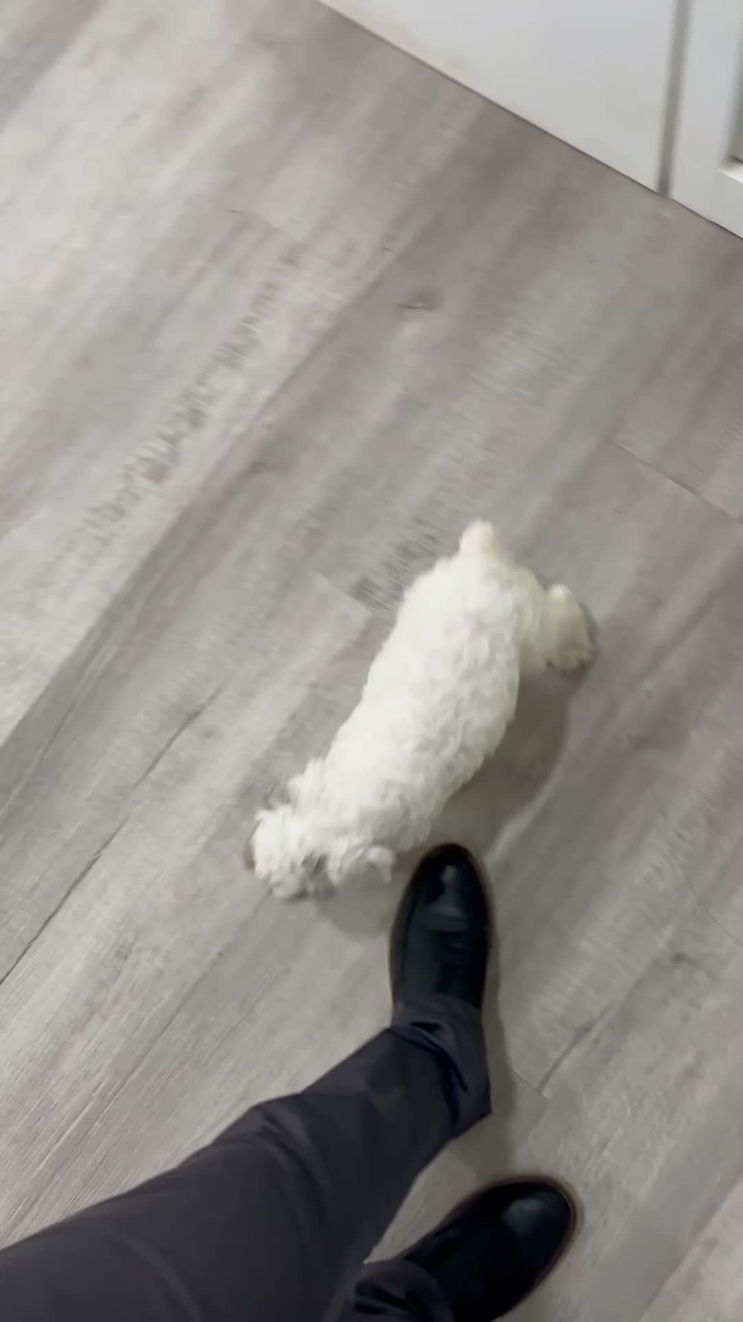 Cockapoo dogs for sale: Boston - Video 1