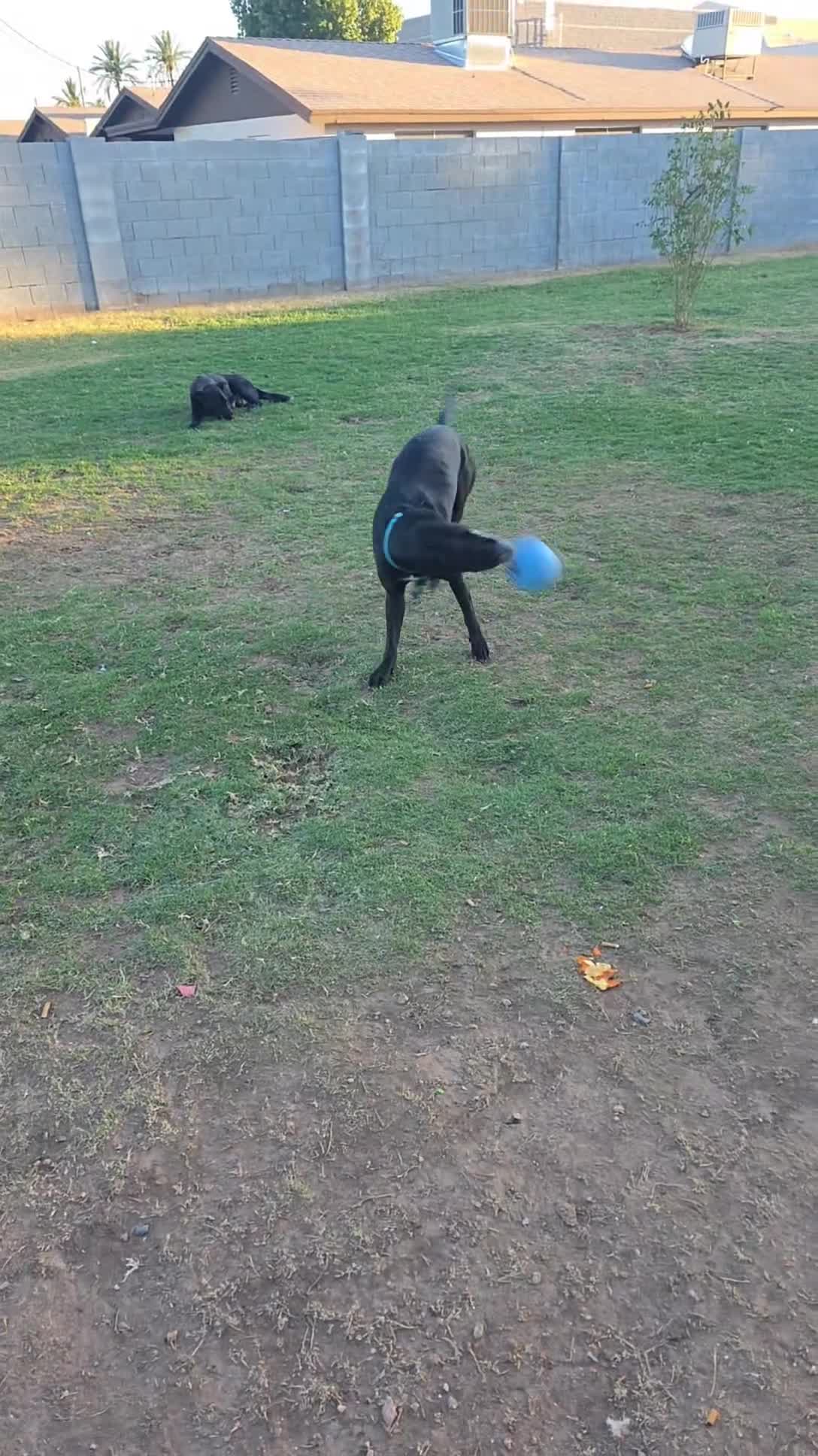 Mixed Breed dogs for sale: Lyla - Video 2