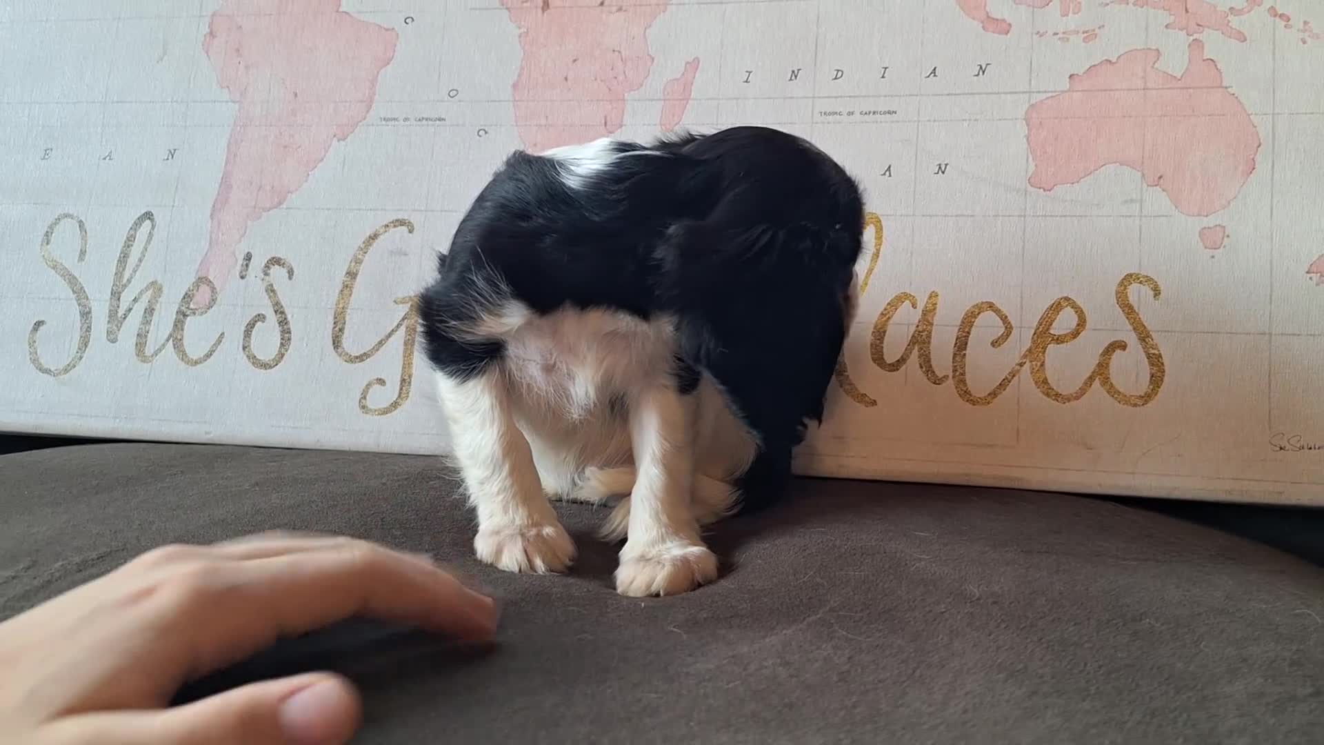 Cavalier King Charles Spaniel dogs for sale: Sadie  - Video 1