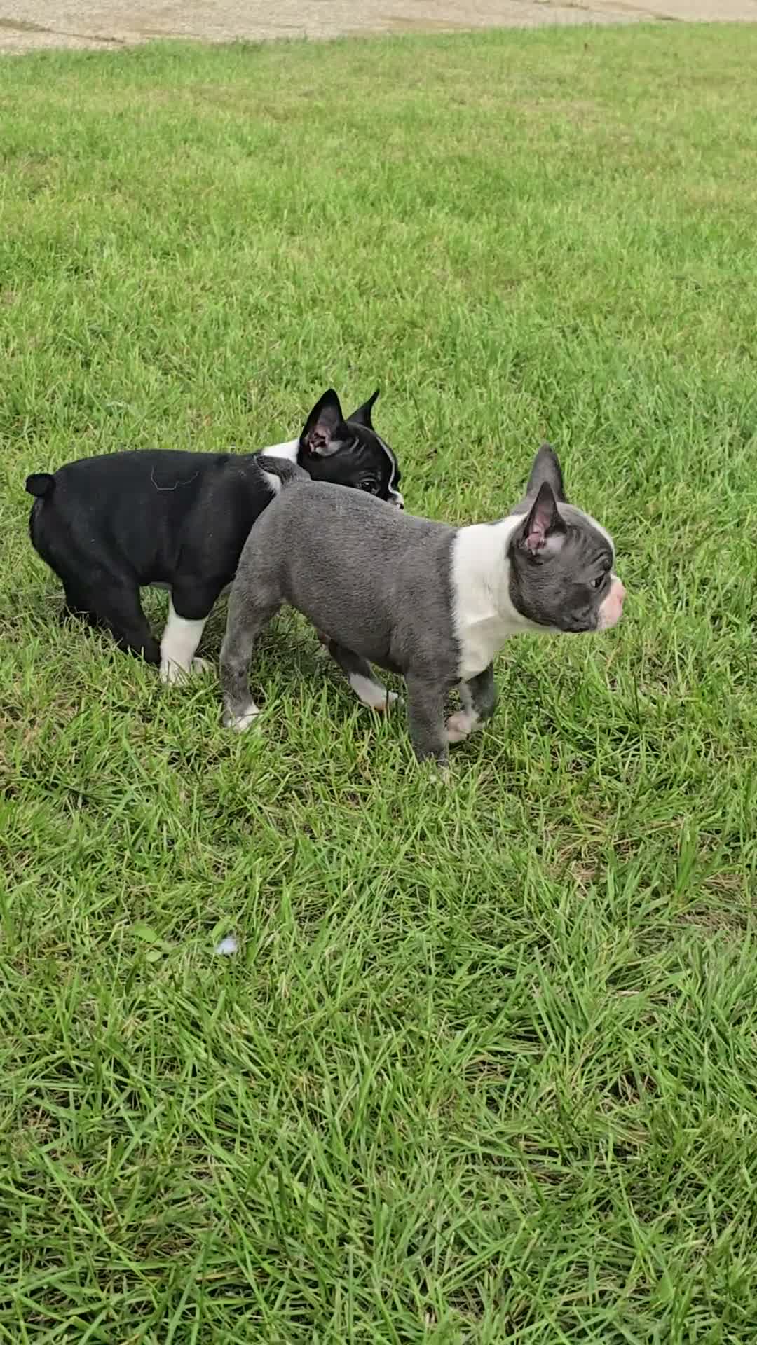 Mixed Breed dogs for sale: Frenchton female #1 - Video 5