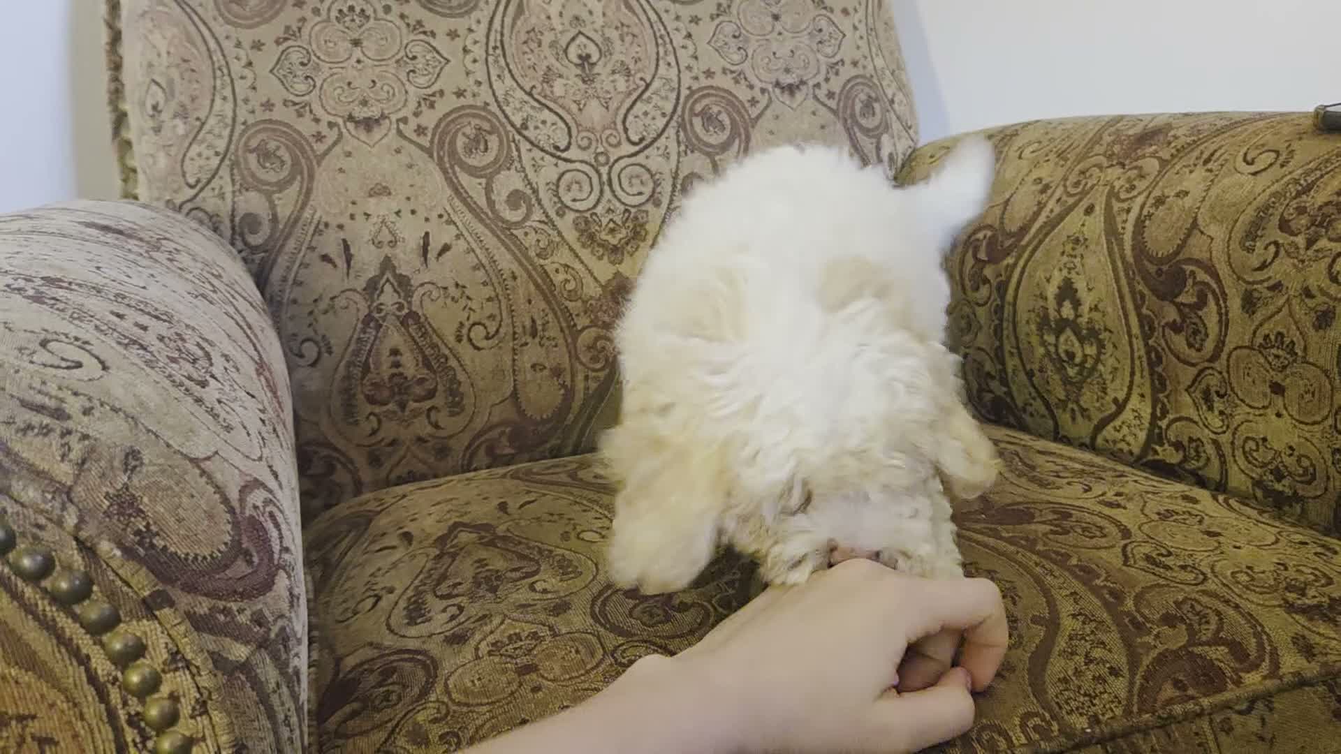 Cockapoo dogs for sale: Rosco - Video 1