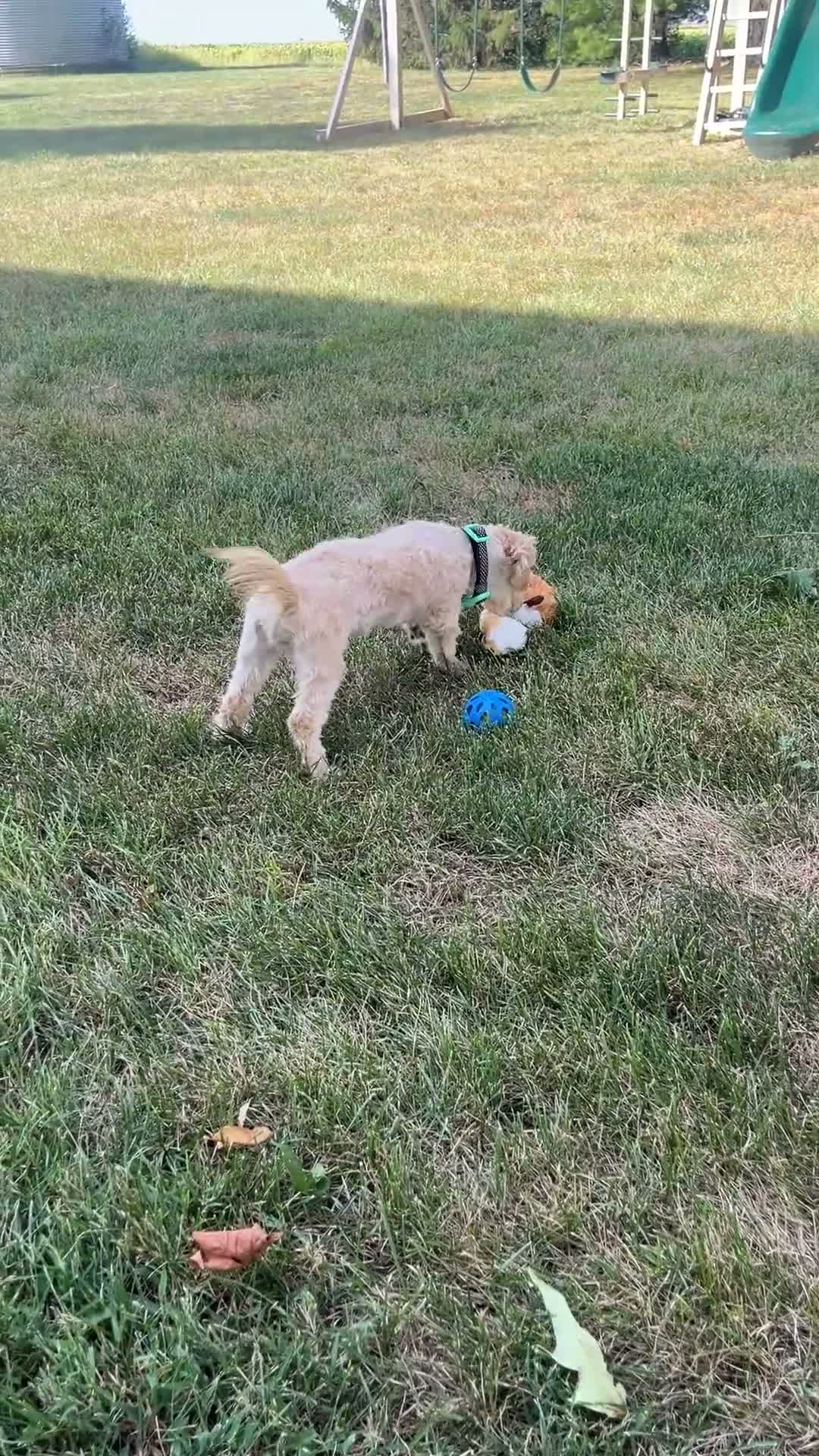 Havapoo dogs for sale: Lady - Video 1