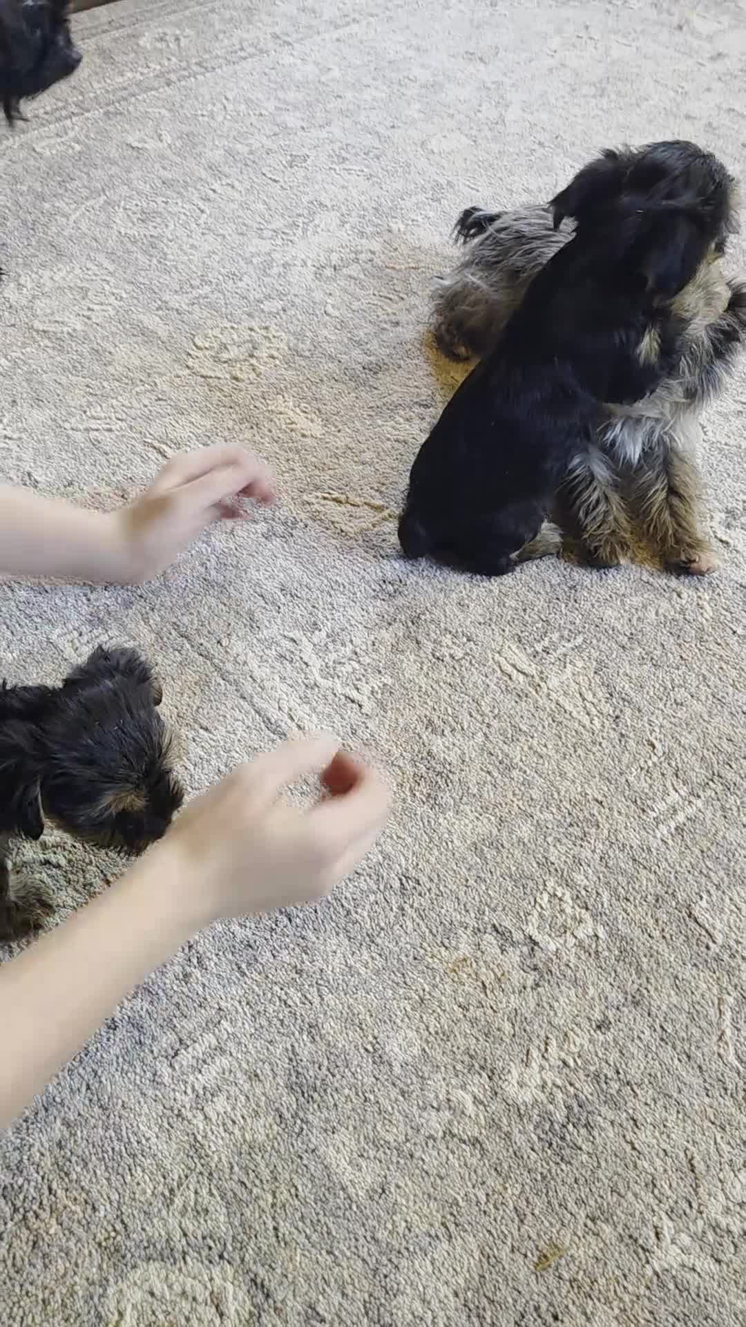Yorkshire Terrier dogs for sale: Reba - Video 9