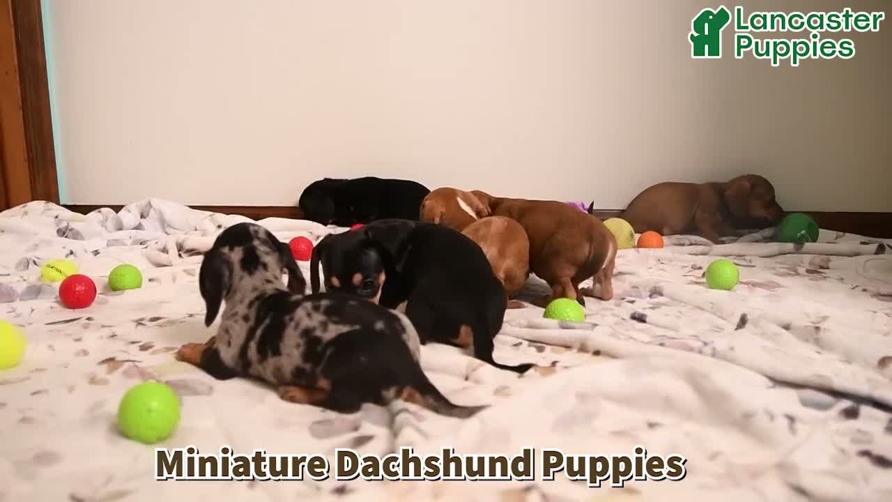 Miniature Dachshund dogs for sale: Roscoe - Video 1