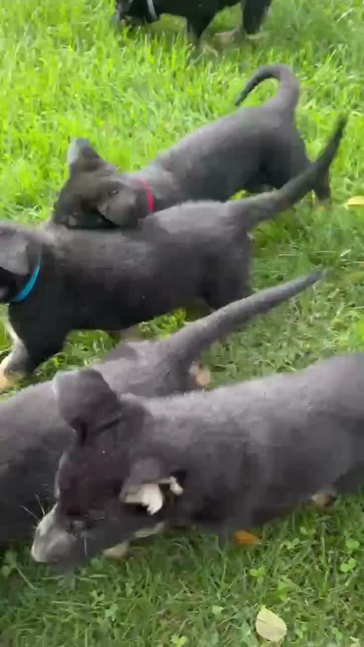 German Shepherd dogs for sale: Rex - Video 1