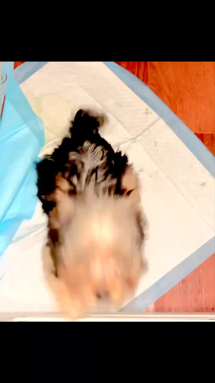Mixed Breed dogs for sale: Khaotica - Video 1