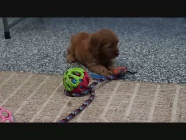 Mini Goldendoodle dogs for sale: Libby - Video 8