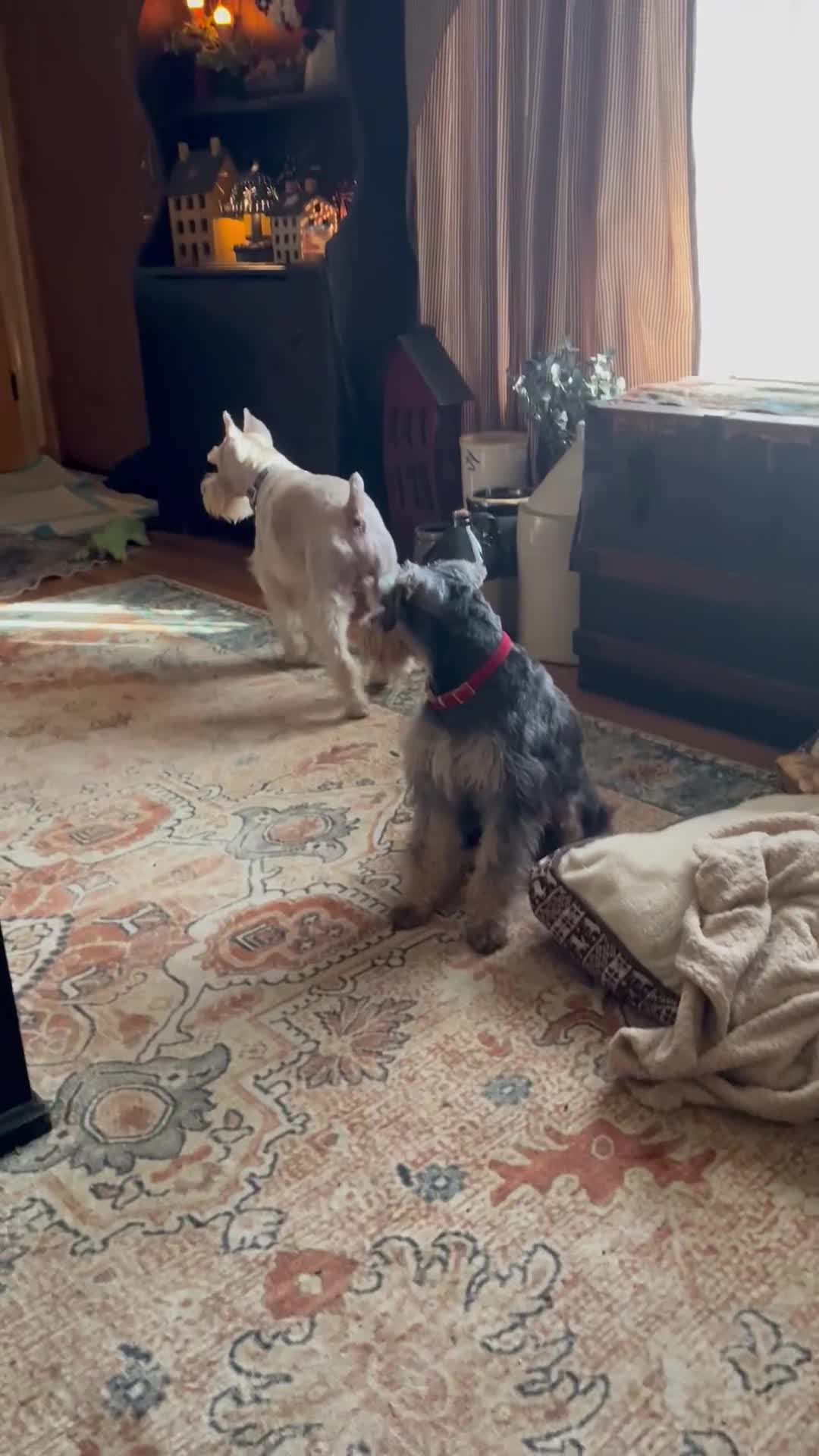 Miniature Schnauzer dogs for sale: Jojo - Video 1