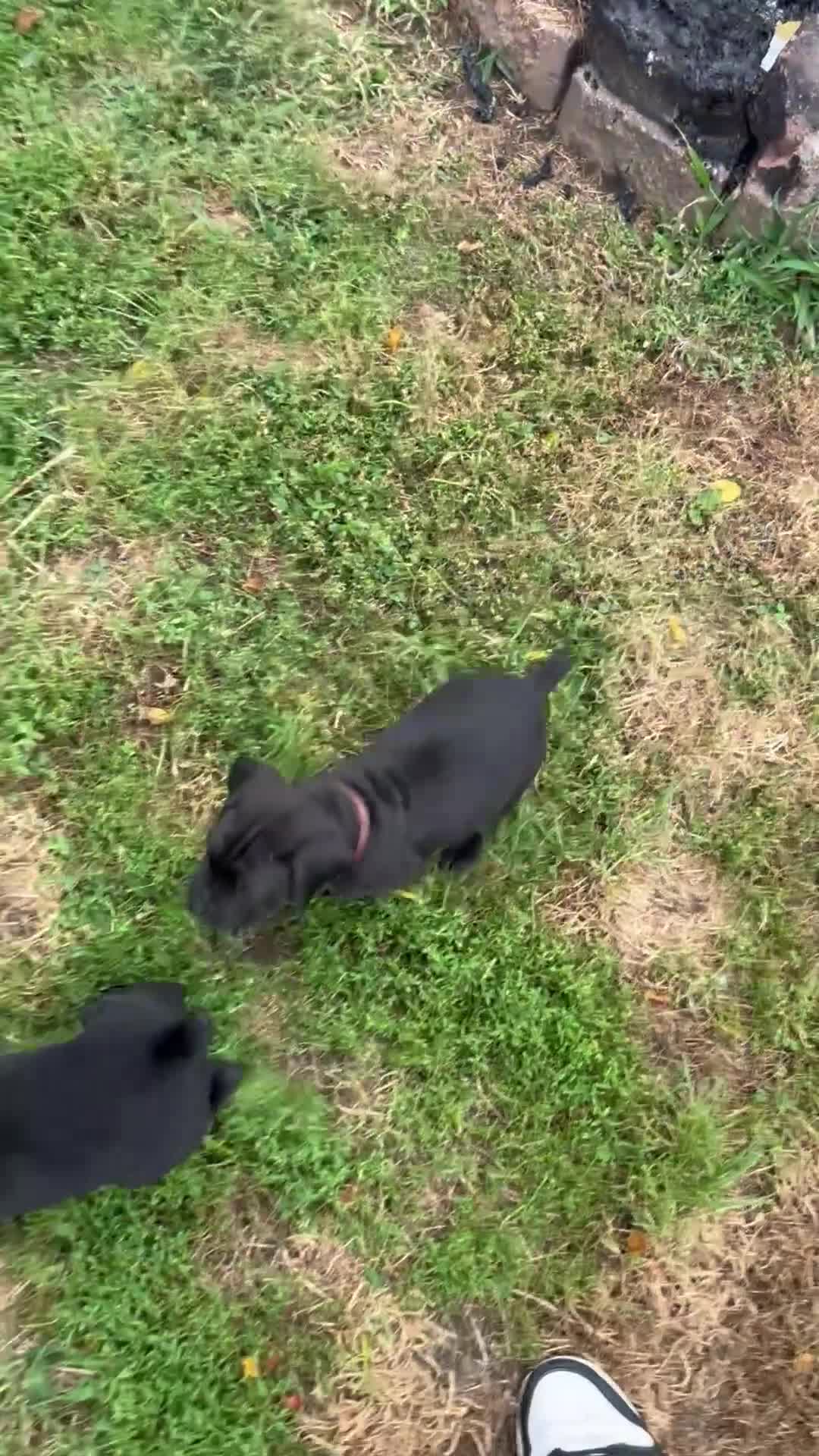 Cane Corso dogs for sale: Cane Corso 2 - Video 1