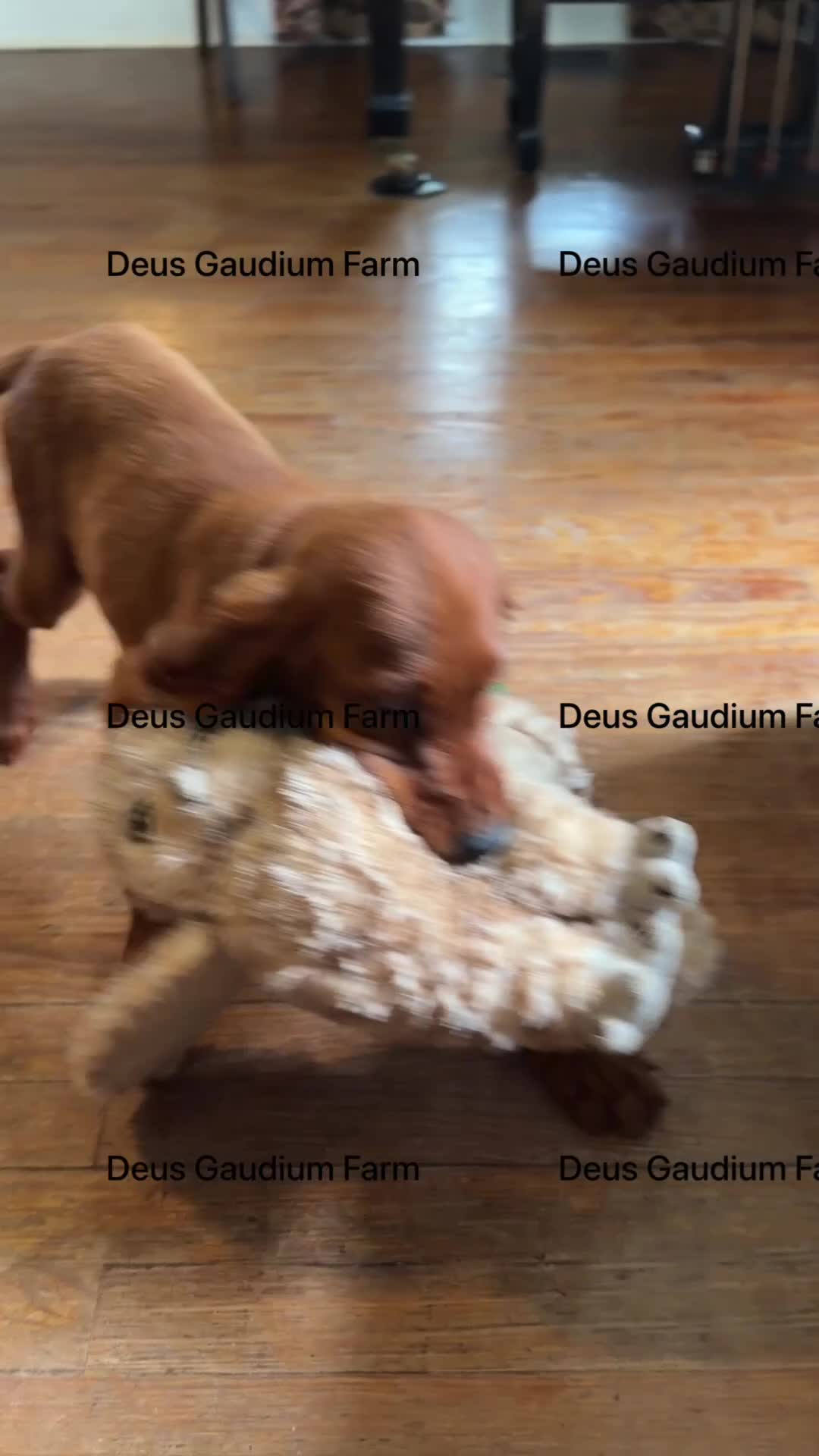 Irish Setter dogs for sale: DunBroch - Video 1