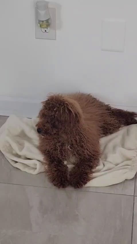 Miniature Poodle dogs for sale: Brownie  - Video 1