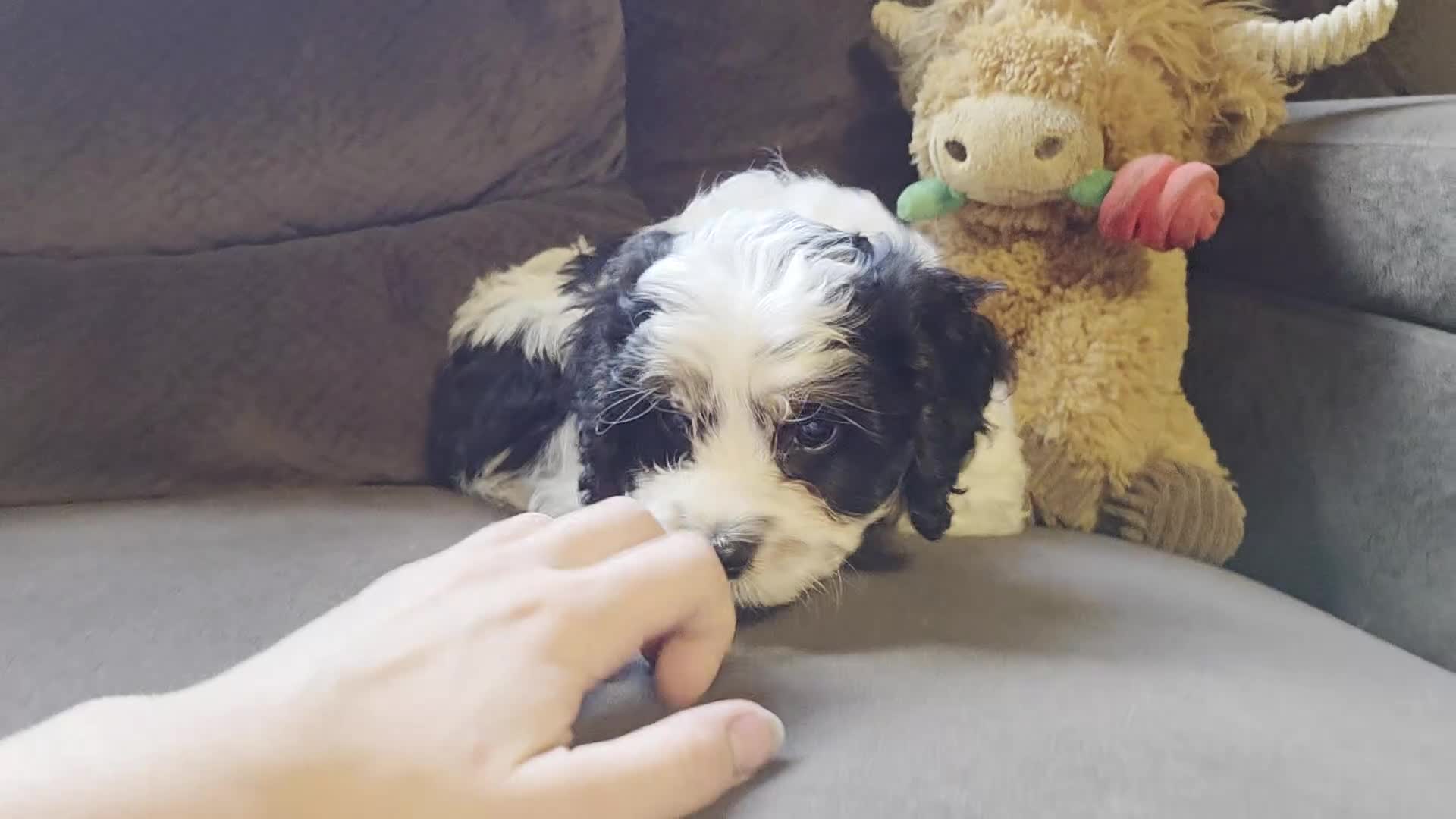 Cavapoo dogs for sale: Cooper - Video 1
