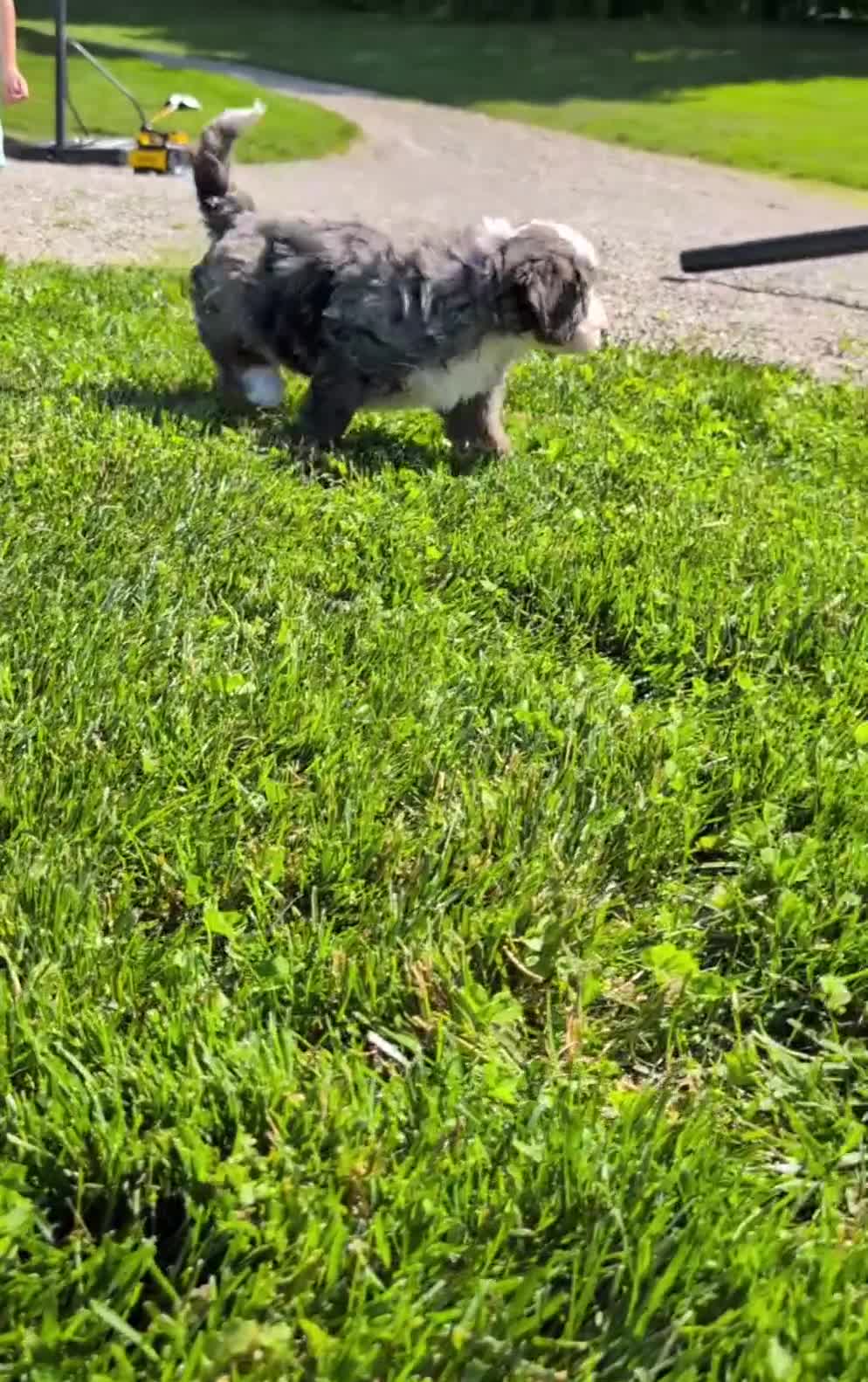 Bernedoodle dogs for sale: Spencer - Video 1