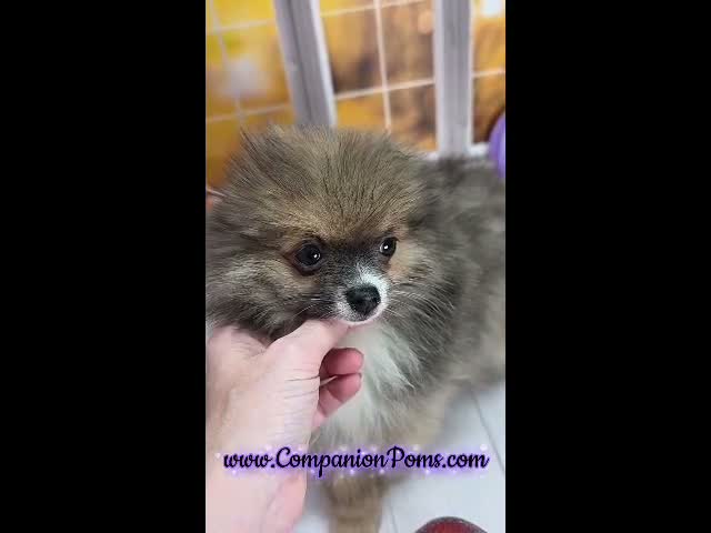 Pomeranian dogs for sale: 💙 Snickers –3.5-4 Pounds Adult Size -Rare Blue Sable Pomeranian Boy 💙🐾 - Video 2